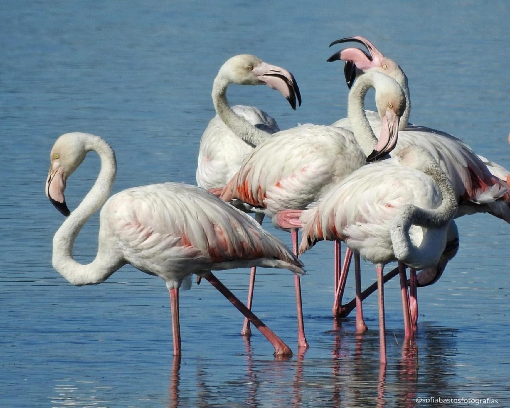 ホテル Flamingo'S Bay コロイオス エクステリア 写真